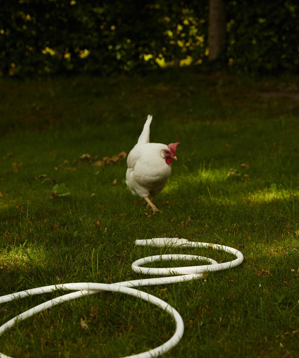 White-snake-garden-hose-3 White snake garden hose-3